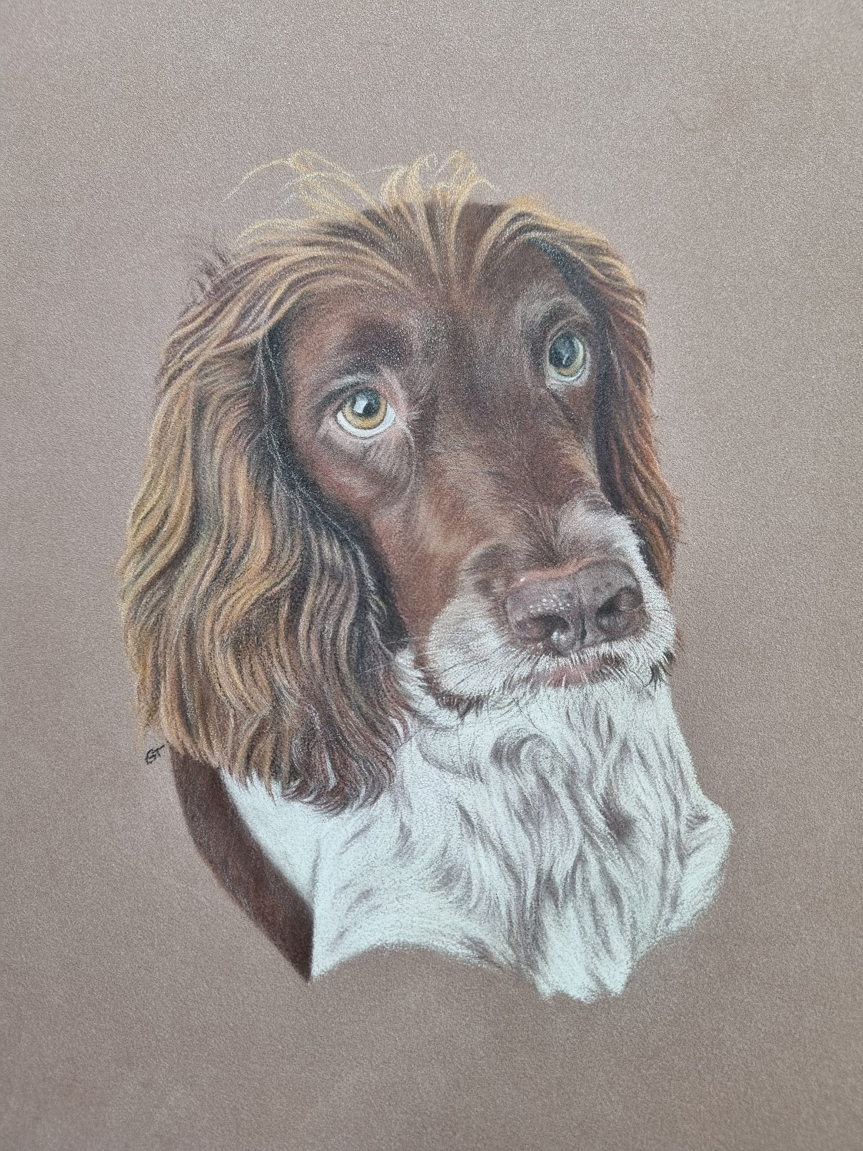Custom Pet Portrait Hand Drawn in Colour Pencil – Head Study 8x8" Mounted to 12x12" | Personalised Dog Cat Portrait Gift