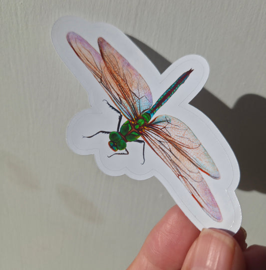 Handmade illustrated Dragonfly Sticker | Hand-drawn (colour pencil) Illustration Art Sticker