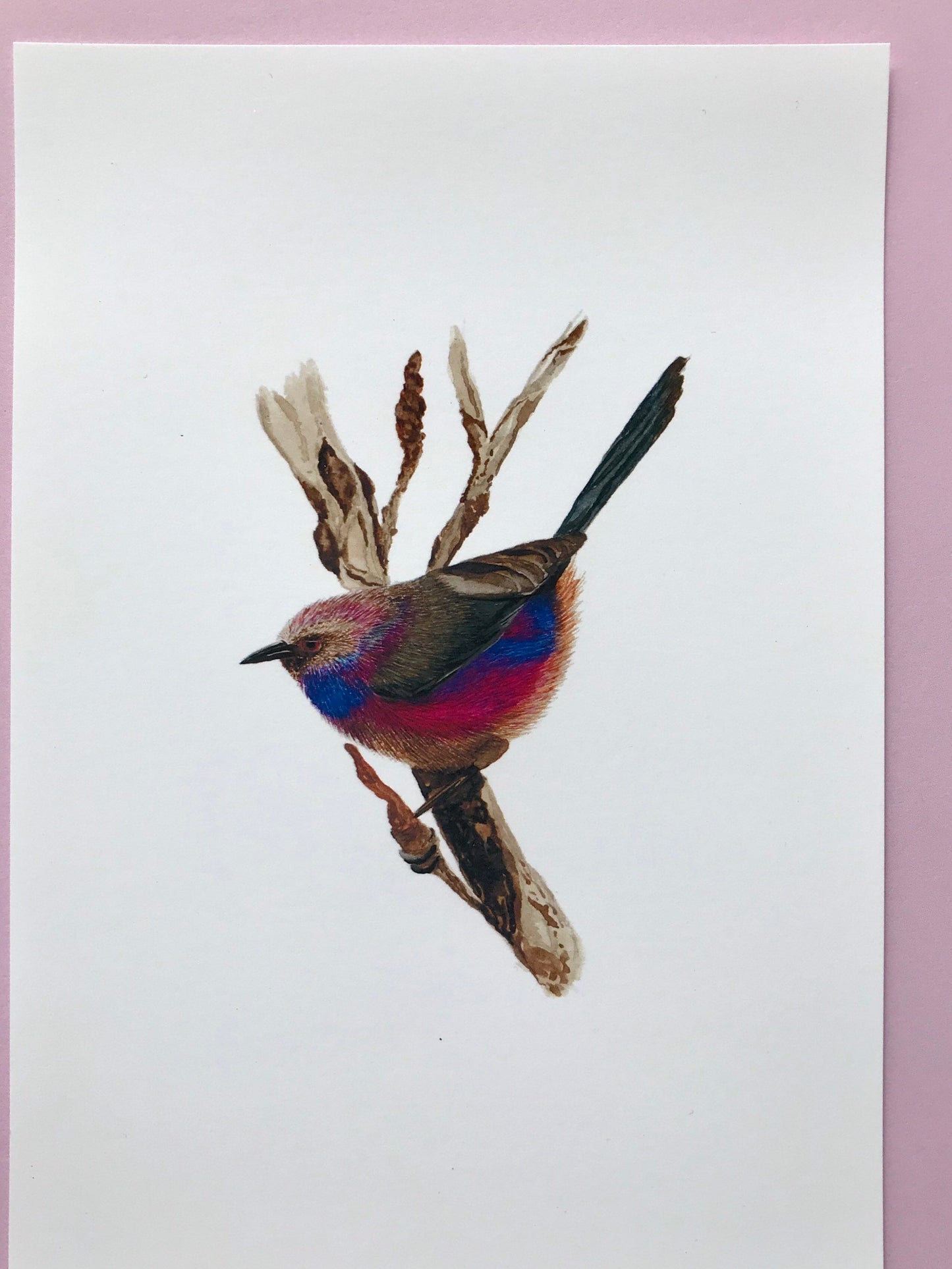 A5 hand painted Watercolour print White Browed Tit Warbler Print | Wildlife | Bird | wall art