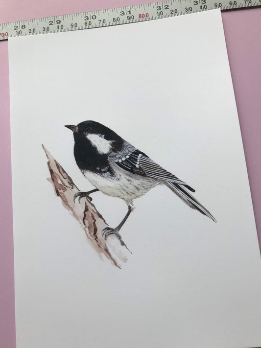 A5 hand painted Watercolour print Coal Tit Print | Wildlife | Bird | wall art