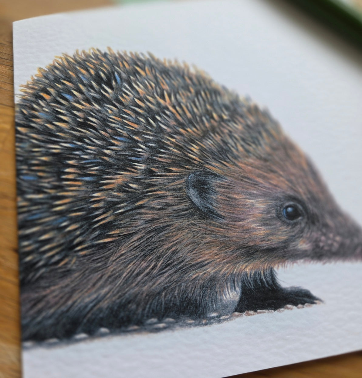 Hedgehog Greetings Card