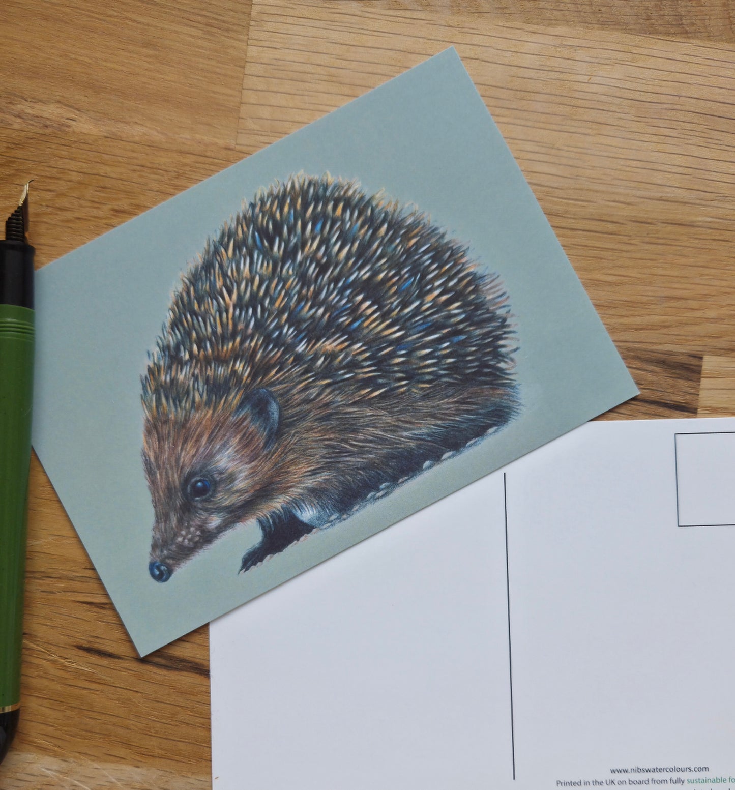 Hedgehog illustrated post card