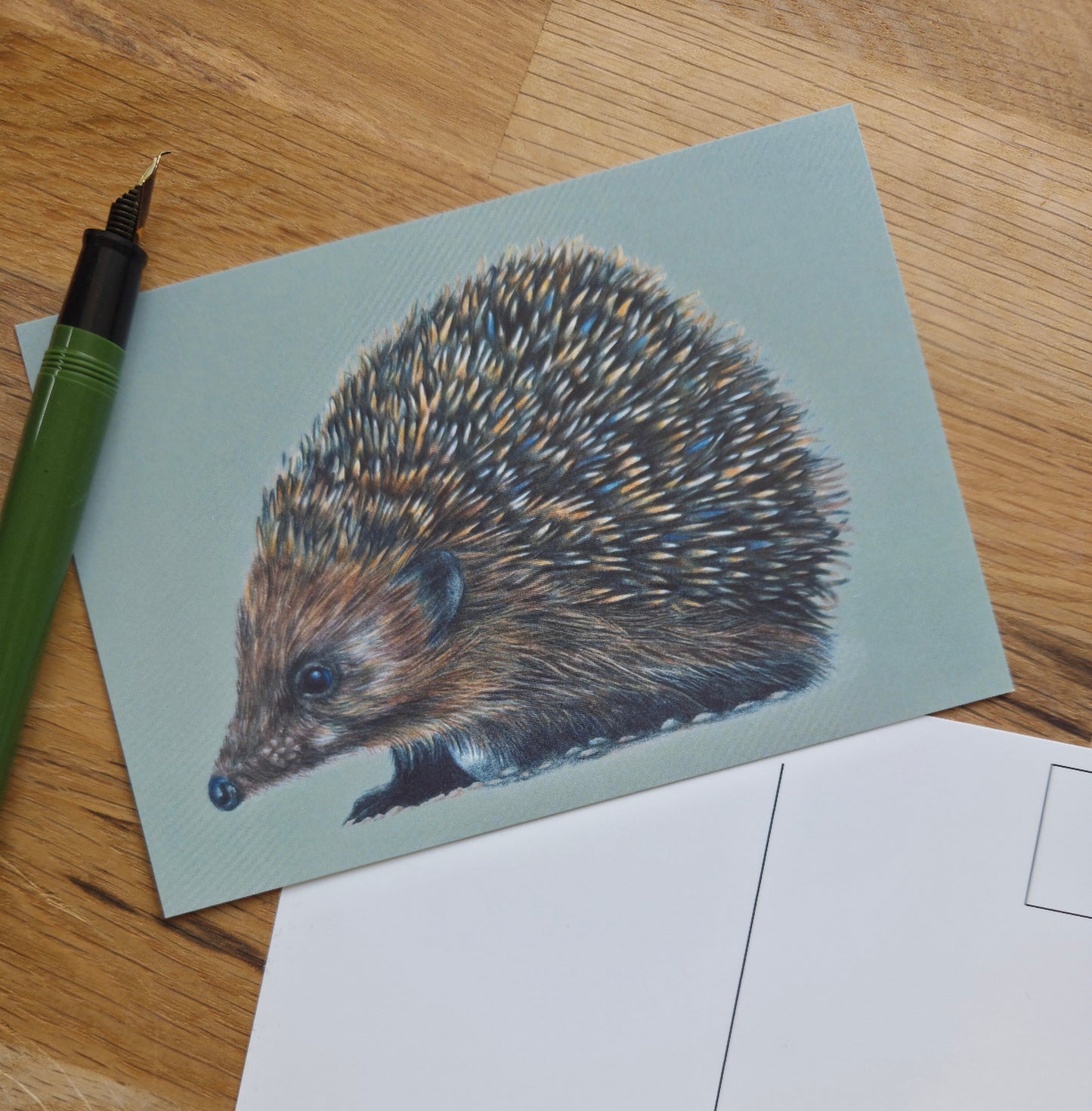 Hedgehog illustrated post card