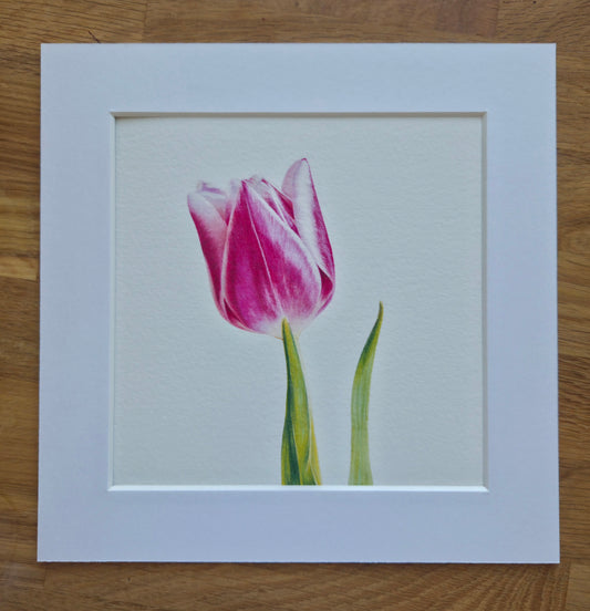 Tulip Art Print