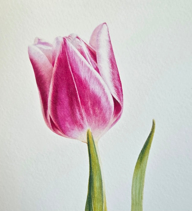 Tulip Art Print