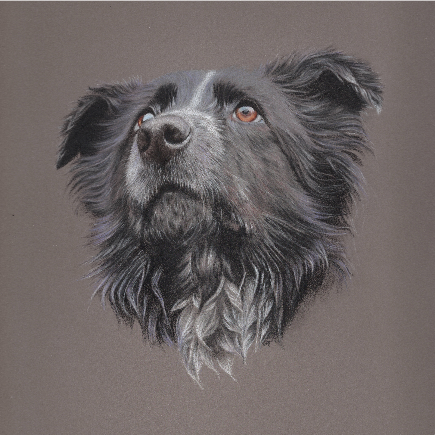 Custom Pet Portrait Hand Drawn in Colour Pencil – Head Study 8x8" Mounted to 12x12" | Personalised Dog Cat Portrait Gift
