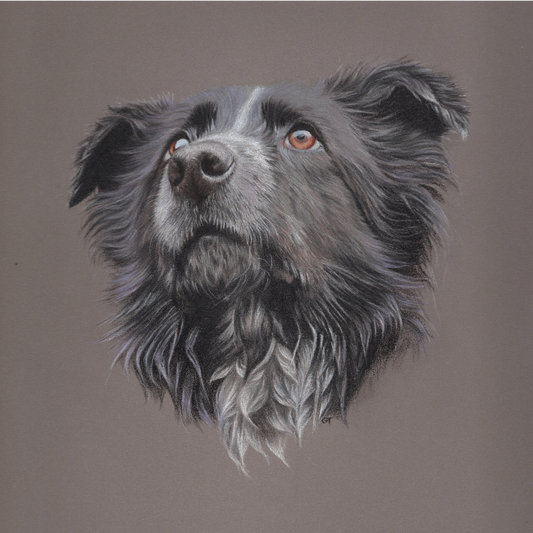 Custom Pet Portrait Hand Drawn in Colour Pencil – Head Study 8x8" Mounted to 12x12" | Personalised Dog Cat Portrait Gift