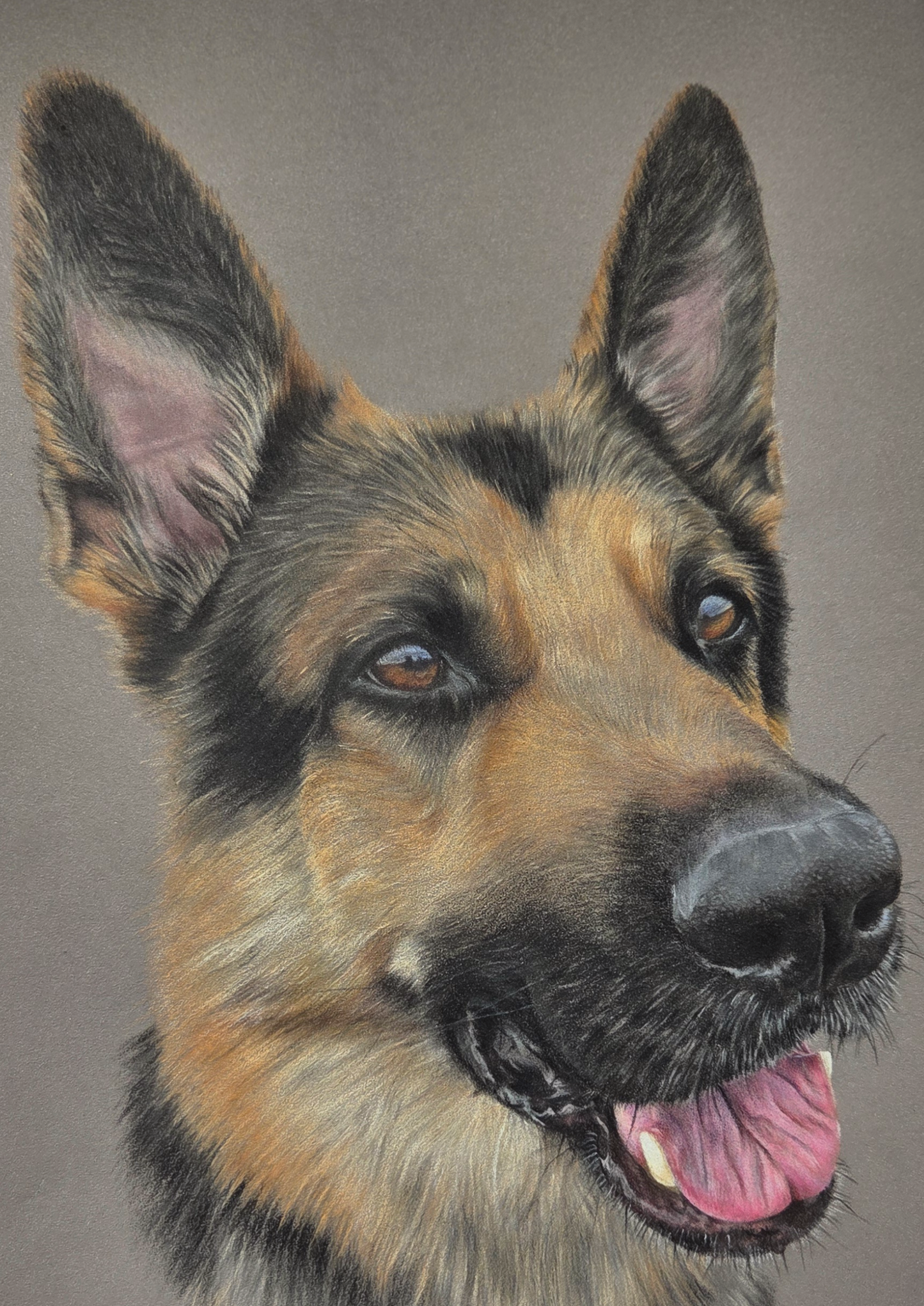 Custom Pet Portrait Hand Drawn in Colour Pencil – Head Study 8x8" Mounted to 12x12" | Personalised Dog Cat Portrait Gift